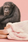 Chimp Crazy