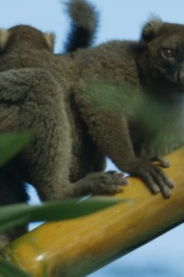Madagascar: Africa's Galapagos