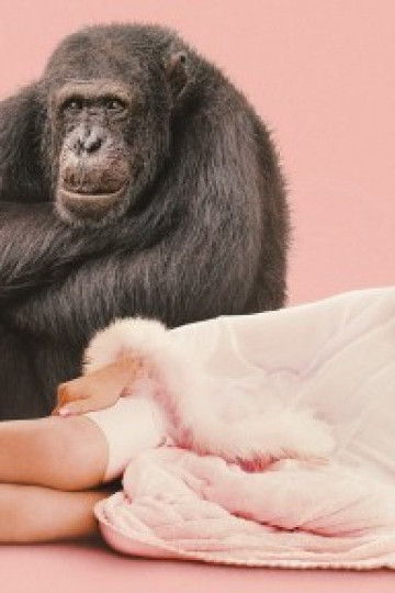 Chimp Crazy