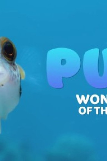 Puff: Rạn san hô kỳ diệu